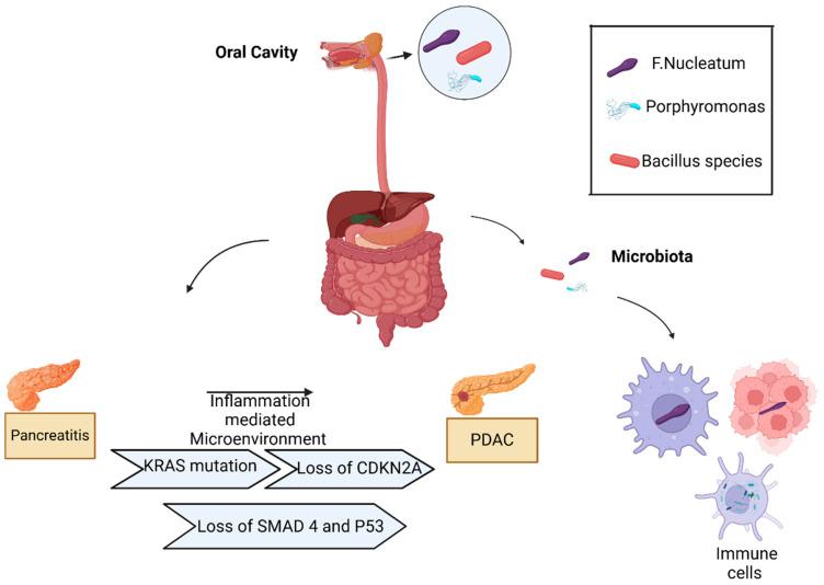 https://cdn.ncbi.nlm.nih.gov/pmc/blobs/be22/11768203/daecb979f394/pathogens-14-00002-g001.jpg