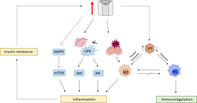 https://cdn.ncbi.nlm.nih.gov/pmc/blobs/be23/11008232/c00428dab5e5/fimmu-15-1380476-g003.jpg