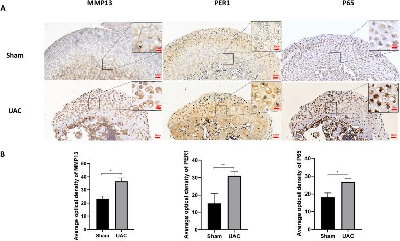 https://cdn.ncbi.nlm.nih.gov/pmc/blobs/be25/10619284/7678f1fc43ab/13018_2023_4301_Fig5_HTML.jpg
