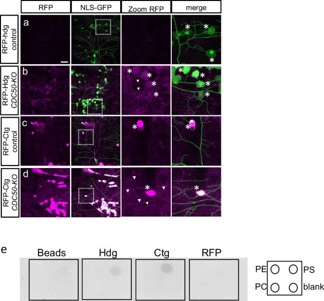 https://cdn.ncbi.nlm.nih.gov/pmc/blobs/be26/11349873/9a68e49c8b44/41467_2024_51581_Fig10_HTML.jpg