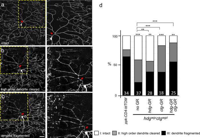 https://cdn.ncbi.nlm.nih.gov/pmc/blobs/be26/11349873/ab731aa3cc70/41467_2024_51581_Fig6_HTML.jpg