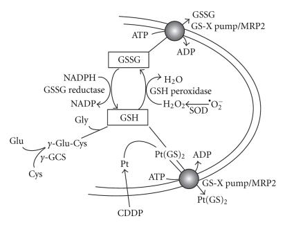 https://cdn.ncbi.nlm.nih.gov/pmc/blobs/be28/2946579/08b2b5d11a9d/MBD2010-430939.001.jpg