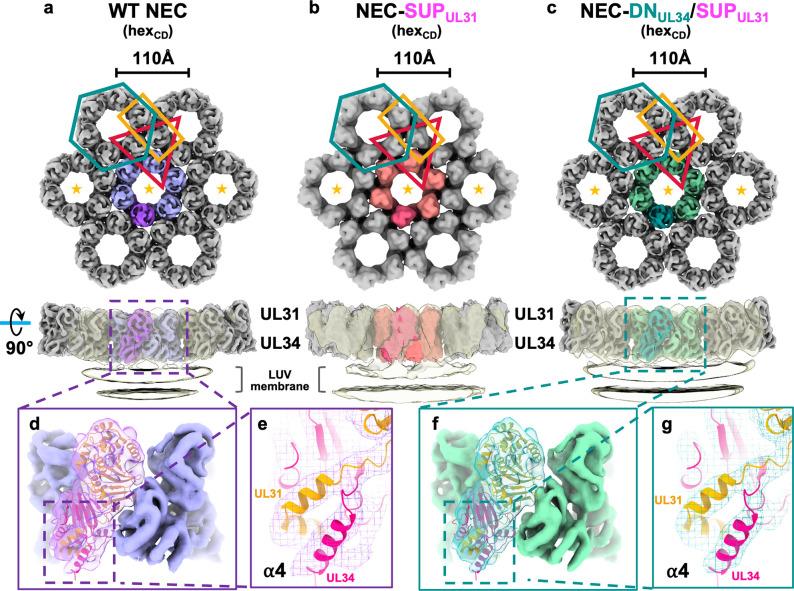 https://cdn.ncbi.nlm.nih.gov/pmc/blobs/be2c/10817169/2048d43fd39b/ppat.1011936.g005.jpg