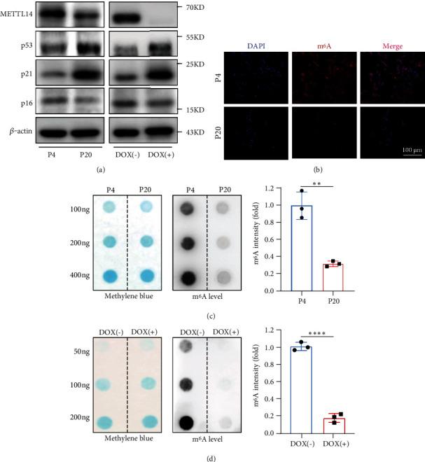 https://cdn.ncbi.nlm.nih.gov/pmc/blobs/be2d/9792243/e37323987c07/OMCL2022-9096436.002.jpg