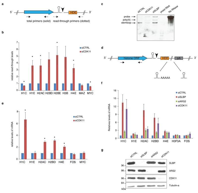 https://cdn.ncbi.nlm.nih.gov/pmc/blobs/be2f/7116321/ee213410f6a0/EMS85984-f015.jpg