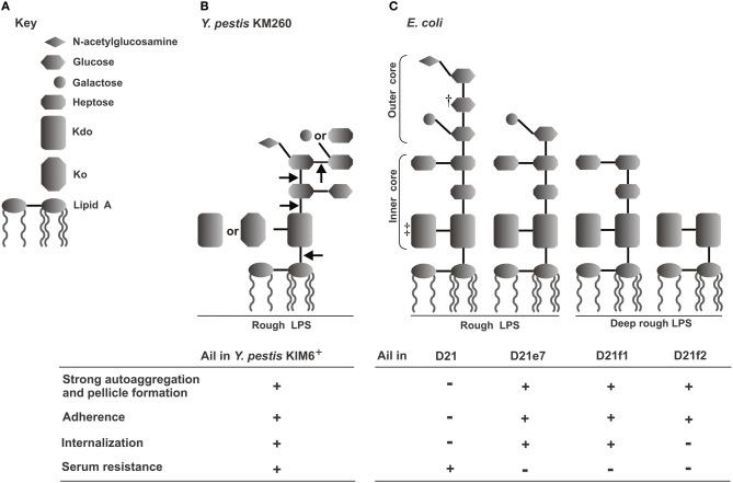 https://cdn.ncbi.nlm.nih.gov/pmc/blobs/be34/3417512/48a81a1d93be/fcimb-02-00103-g0003.jpg