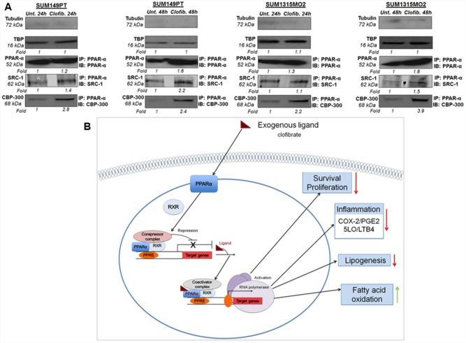 https://cdn.ncbi.nlm.nih.gov/pmc/blobs/be34/4941262/4477085a66c5/oncotarget-07-15577-g012.jpg