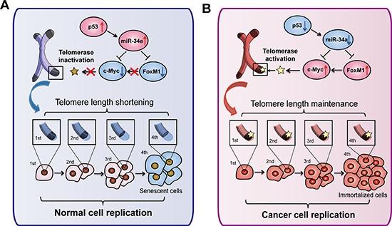 https://cdn.ncbi.nlm.nih.gov/pmc/blobs/be35/4414168/3572ea4d8294/oncotarget-06-3988-g008.jpg