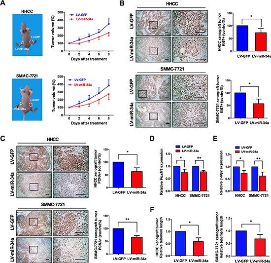 https://cdn.ncbi.nlm.nih.gov/pmc/blobs/be35/4414168/9cf087eb818d/oncotarget-06-3988-g007.jpg