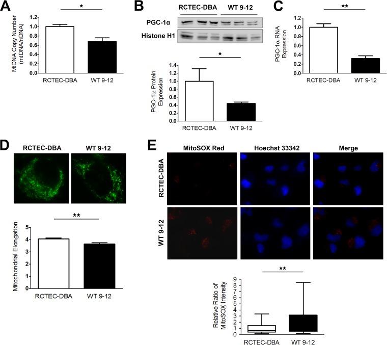 https://cdn.ncbi.nlm.nih.gov/pmc/blobs/be36/5705822/39dd079494b3/zmb0241716660004.jpg