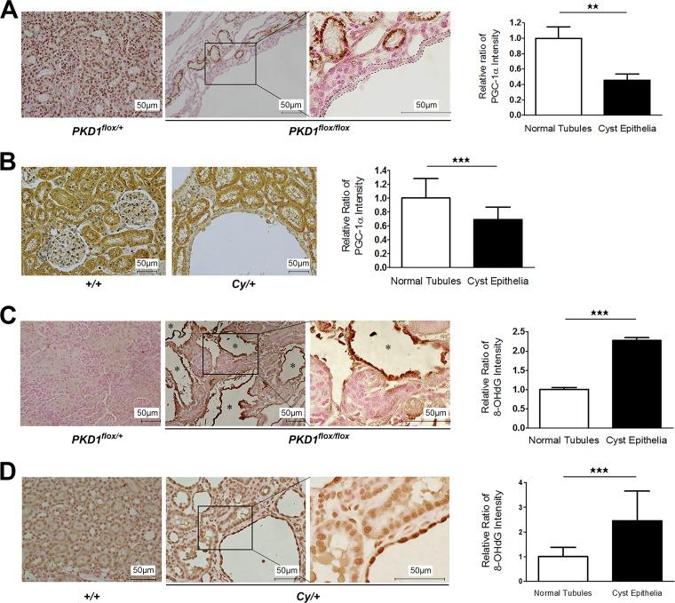 https://cdn.ncbi.nlm.nih.gov/pmc/blobs/be36/5705822/8bd7ff959428/zmb0241716660003.jpg