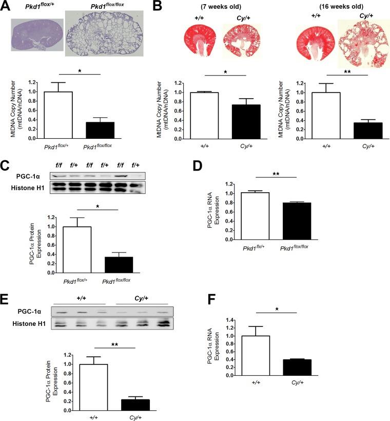 https://cdn.ncbi.nlm.nih.gov/pmc/blobs/be36/5705822/ab0f2775f1b1/zmb0241716660002.jpg
