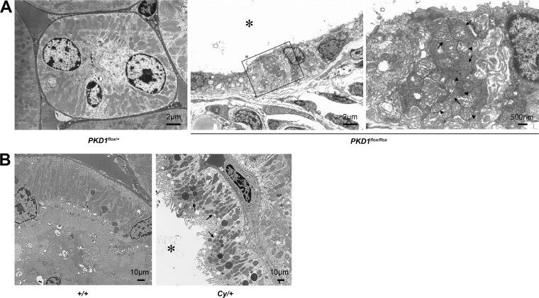 https://cdn.ncbi.nlm.nih.gov/pmc/blobs/be36/5705822/b204123a8fa1/zmb0241716660001.jpg