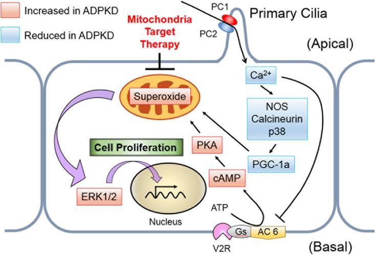 https://cdn.ncbi.nlm.nih.gov/pmc/blobs/be36/5705822/fd0952a082cd/zmb0241716660013.jpg