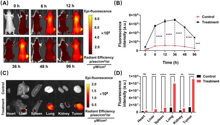https://cdn.ncbi.nlm.nih.gov/pmc/blobs/be3b/12278960/2775c563ee60/IJN-20-9111-g0008.jpg