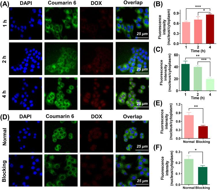 https://cdn.ncbi.nlm.nih.gov/pmc/blobs/be3b/12278960/5380115b97ba/IJN-20-9111-g0004.jpg