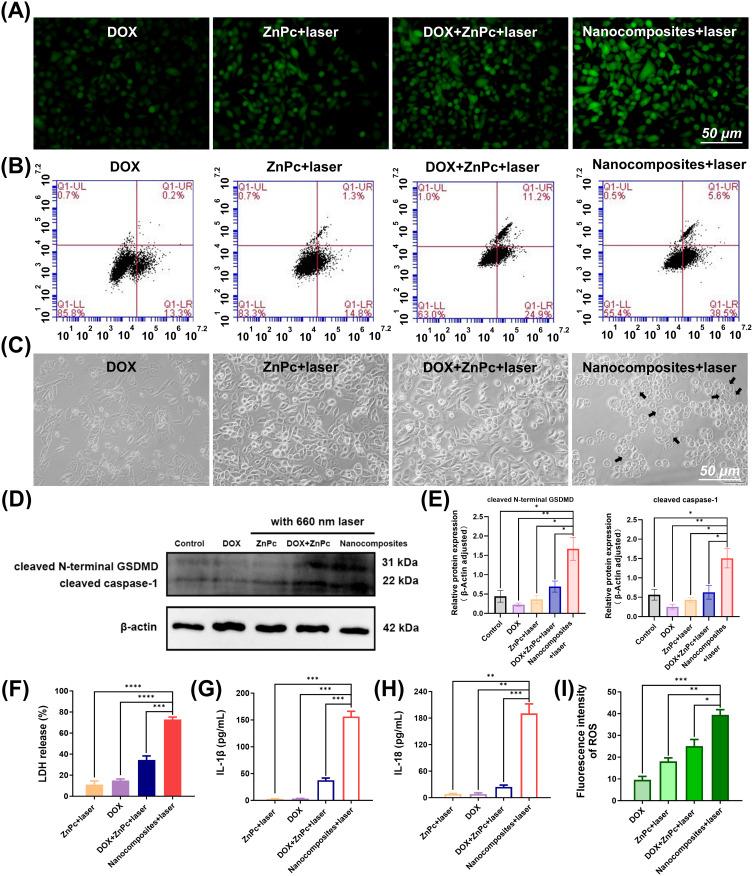 https://cdn.ncbi.nlm.nih.gov/pmc/blobs/be3b/12278960/ec6b91ef1c81/IJN-20-9111-g0006.jpg