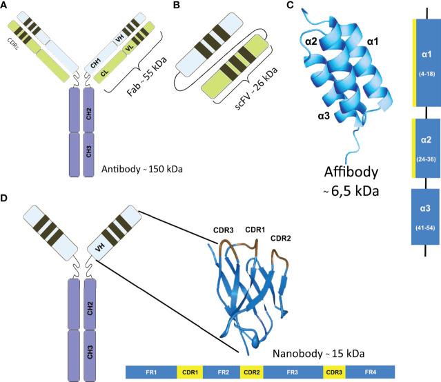 https://cdn.ncbi.nlm.nih.gov/pmc/blobs/be3b/9294596/0b42d546a284/fimmu-13-911080-g002.jpg