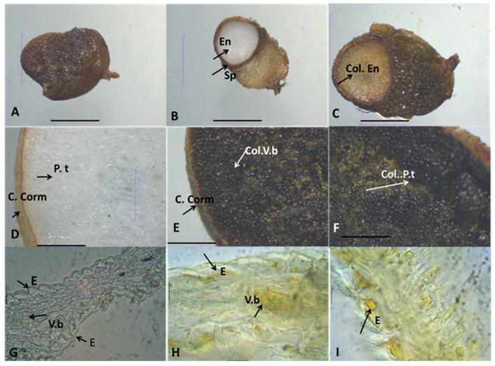 https://cdn.ncbi.nlm.nih.gov/pmc/blobs/be3d/11768353/80c416682131/plants-14-00270-g001.jpg