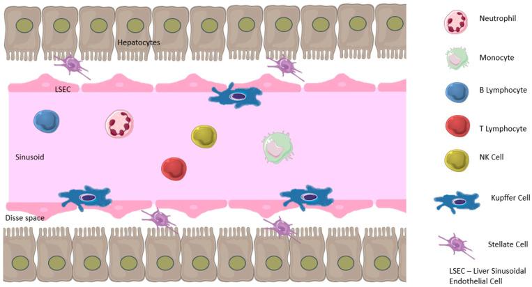 https://cdn.ncbi.nlm.nih.gov/pmc/blobs/be47/11395474/831ac62d0a9a/ijms-25-09522-g001.jpg
