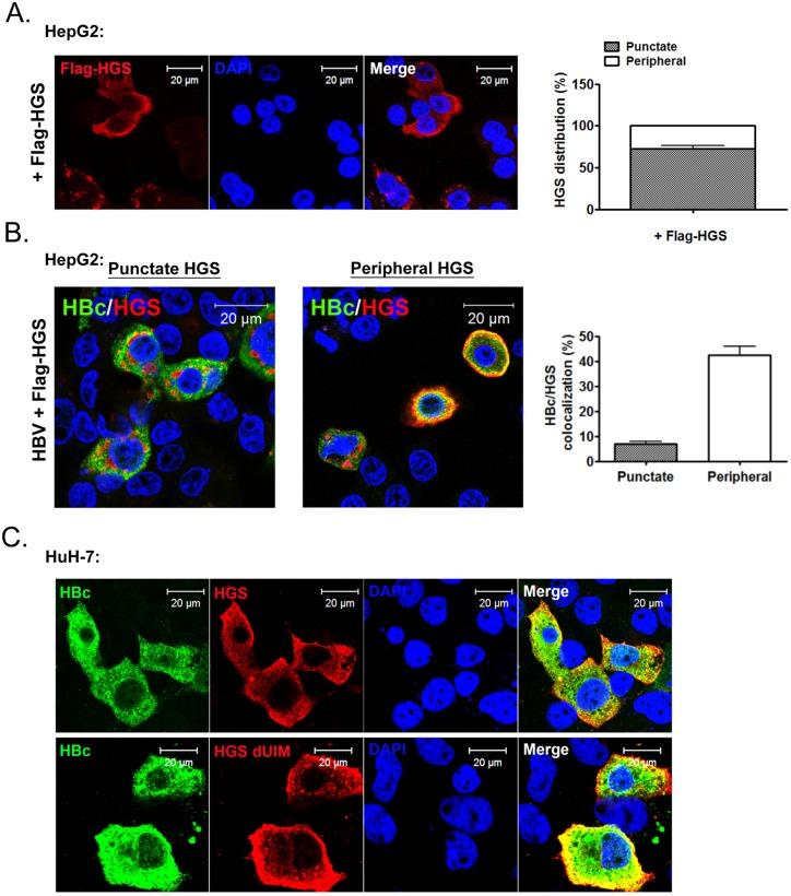 https://cdn.ncbi.nlm.nih.gov/pmc/blobs/be49/4592276/6362641babbe/ppat.1005123.g008.jpg