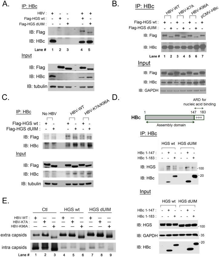 https://cdn.ncbi.nlm.nih.gov/pmc/blobs/be49/4592276/793e30183438/ppat.1005123.g007.jpg