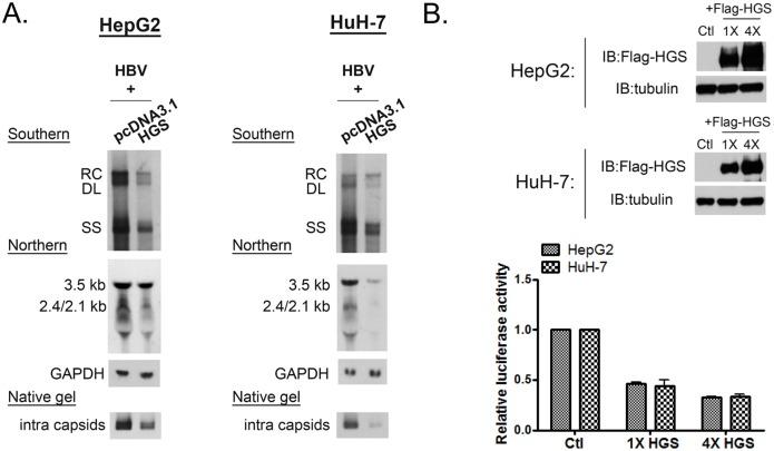 https://cdn.ncbi.nlm.nih.gov/pmc/blobs/be49/4592276/b2ac20865e7b/ppat.1005123.g003.jpg