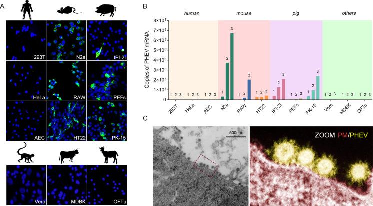 https://cdn.ncbi.nlm.nih.gov/pmc/blobs/be4a/11265280/ca78496fa926/jvi.00753-24.f001.jpg