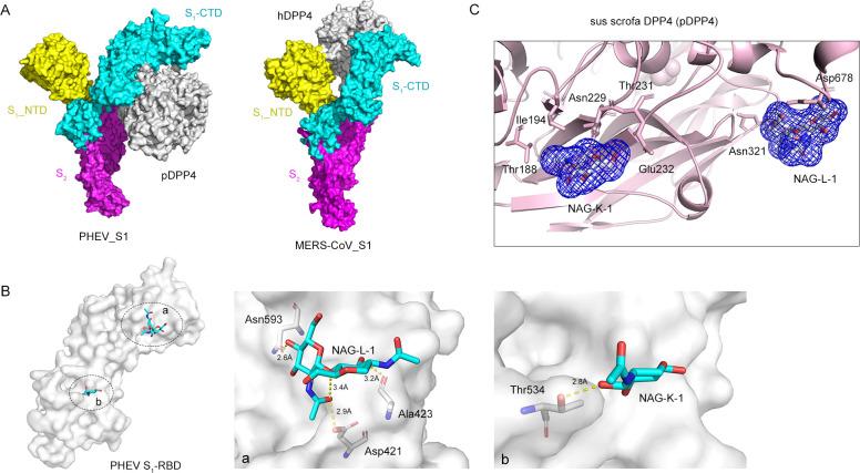https://cdn.ncbi.nlm.nih.gov/pmc/blobs/be4a/11265280/dda3d27d912e/jvi.00753-24.f004.jpg