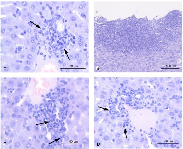 https://cdn.ncbi.nlm.nih.gov/pmc/blobs/be4f/4038722/1b20eff13d72/1471-2407-14-338-5.jpg