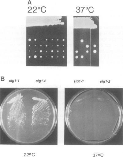 https://cdn.ncbi.nlm.nih.gov/pmc/blobs/be50/395195/0d87b2fe5fb2/emboj00061-0110-a.jpg