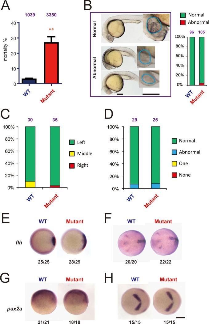 https://cdn.ncbi.nlm.nih.gov/pmc/blobs/be54/4769163/6ef0a30b16ea/elife-08996-fig6.jpg