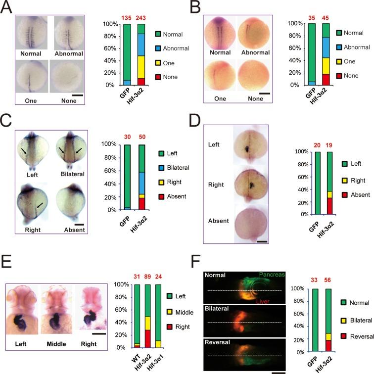 https://cdn.ncbi.nlm.nih.gov/pmc/blobs/be54/4769163/7fede44b8ef2/elife-08996-fig3.jpg
