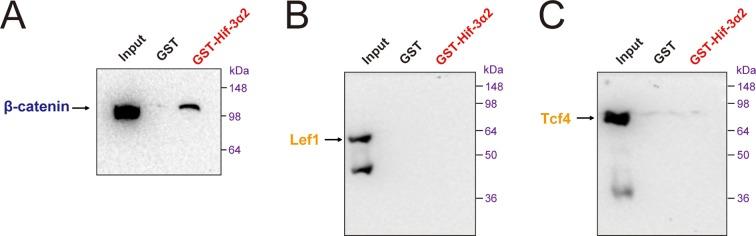 https://cdn.ncbi.nlm.nih.gov/pmc/blobs/be54/4769163/c0d5406b9808/elife-08996-fig9-figsupp2.jpg