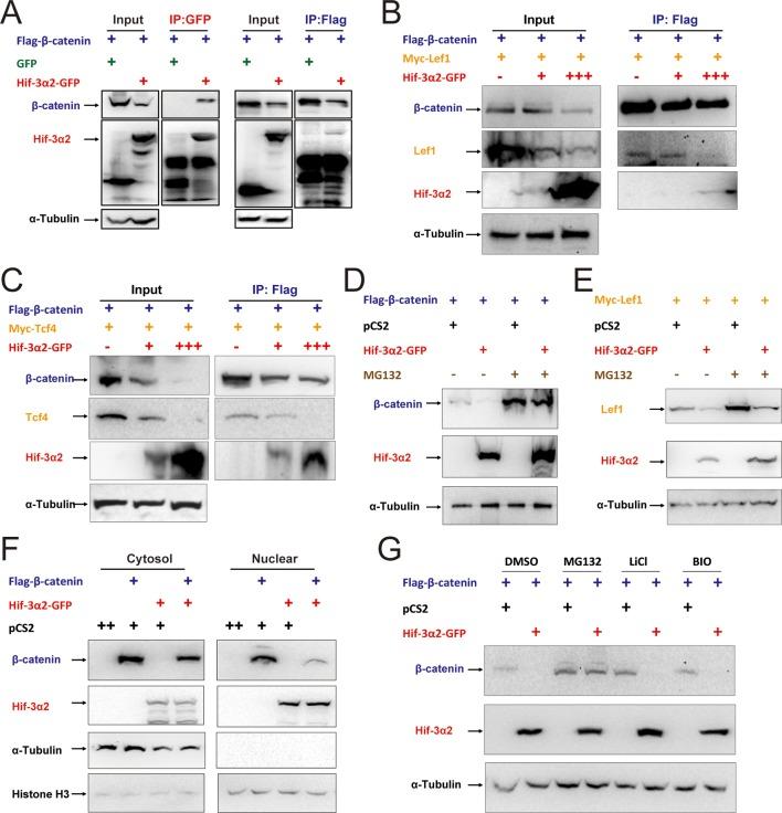 https://cdn.ncbi.nlm.nih.gov/pmc/blobs/be54/4769163/ce8a52132cb4/elife-08996-fig9.jpg