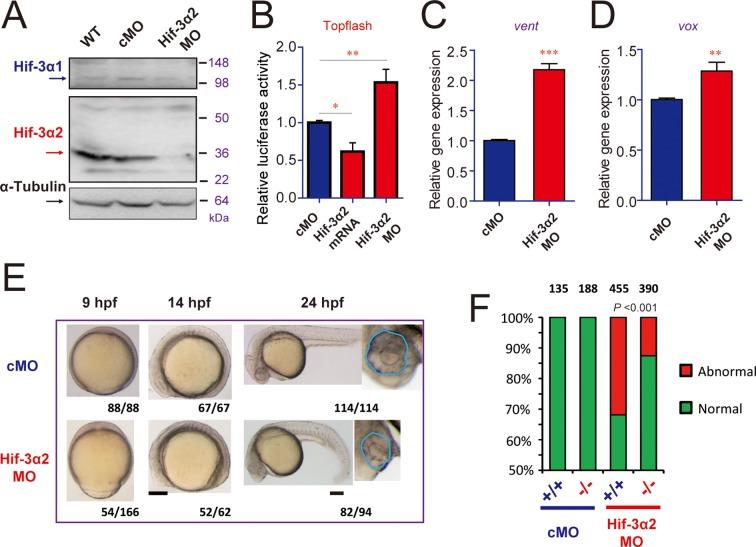 https://cdn.ncbi.nlm.nih.gov/pmc/blobs/be54/4769163/d36d2ef4e71c/elife-08996-fig7.jpg