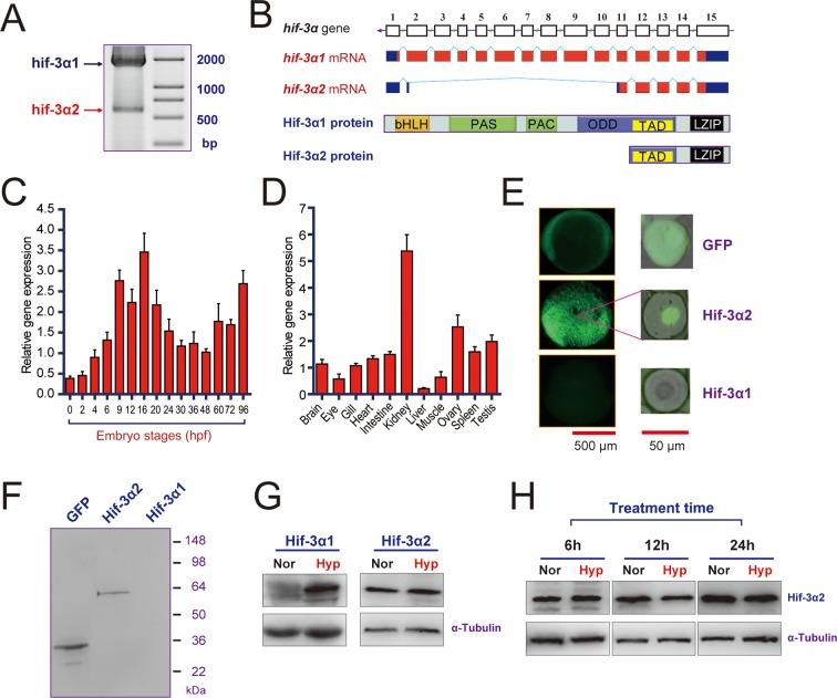 https://cdn.ncbi.nlm.nih.gov/pmc/blobs/be54/4769163/e0cc8568f126/elife-08996-fig1.jpg