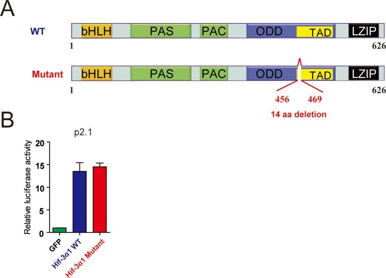 https://cdn.ncbi.nlm.nih.gov/pmc/blobs/be54/4769163/e72a1a49791f/elife-08996-fig5-figsupp1.jpg