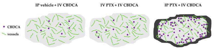 https://cdn.ncbi.nlm.nih.gov/pmc/blobs/be55/11352839/9ad62d398694/cancers-16-02841-g005.jpg