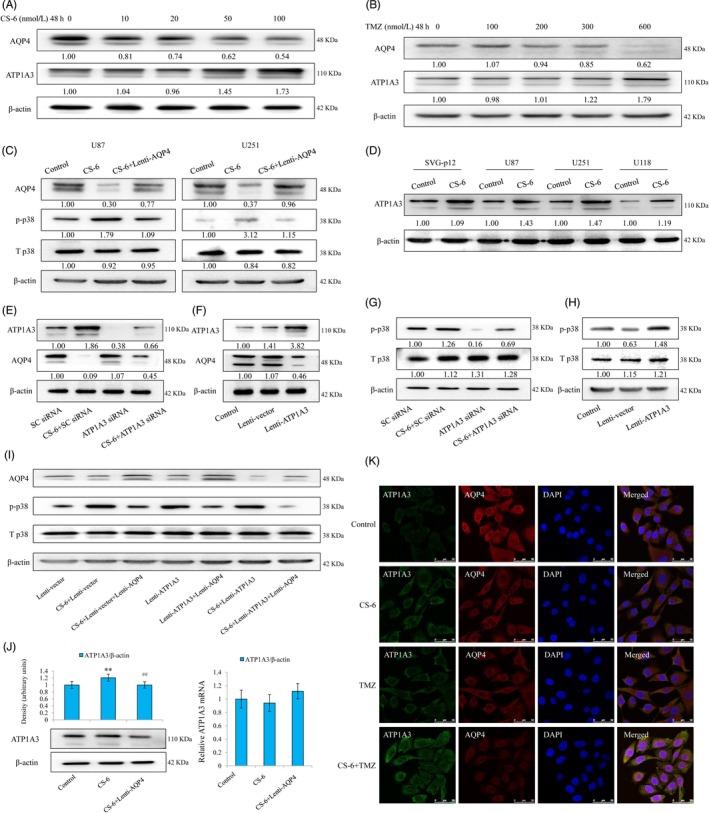 https://cdn.ncbi.nlm.nih.gov/pmc/blobs/be56/6985666/62009fb8a6d5/CPR-53-e12732-g005.jpg