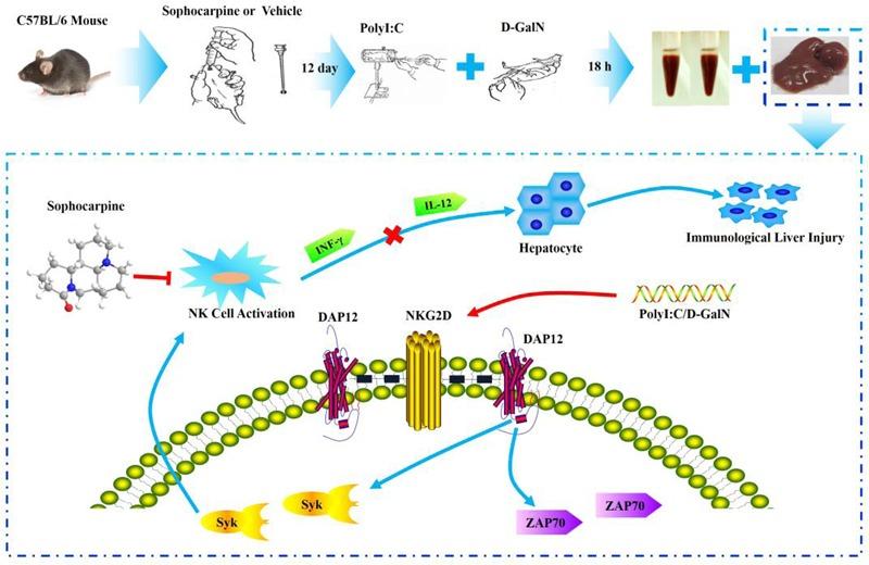 https://cdn.ncbi.nlm.nih.gov/pmc/blobs/be57/4981750/e85fb777e517/fphar-07-00256-g006.jpg