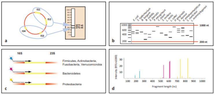 https://cdn.ncbi.nlm.nih.gov/pmc/blobs/be5d/11434596/30f7ecf7f70e/microorganisms-12-01789-g002.jpg