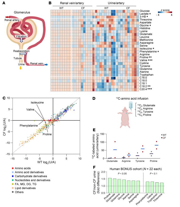 https://cdn.ncbi.nlm.nih.gov/pmc/blobs/be60/11213515/610837c18e9d/jci-134-174500-g105.jpg
