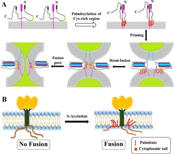 https://cdn.ncbi.nlm.nih.gov/pmc/blobs/be60/9472184/e3ed31bd2a5f/232_2022_267_Fig6_HTML.jpg