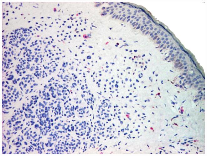 https://cdn.ncbi.nlm.nih.gov/pmc/blobs/be62/7725021/1f40a185b66d/etm-21-01-09510-g01.jpg
