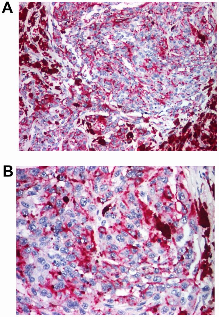 https://cdn.ncbi.nlm.nih.gov/pmc/blobs/be62/7725021/30061975c375/etm-21-01-09510-g14.jpg