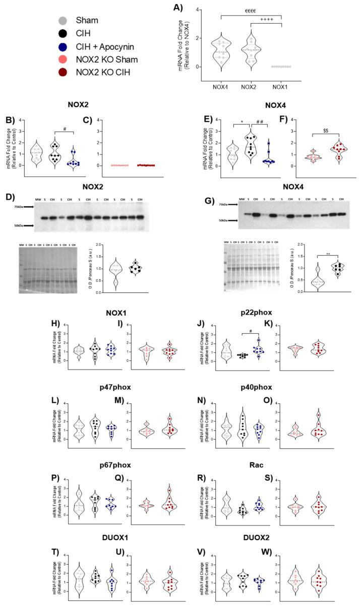 https://cdn.ncbi.nlm.nih.gov/pmc/blobs/be63/10377874/3a918953a2a1/cells-12-01834-g002.jpg