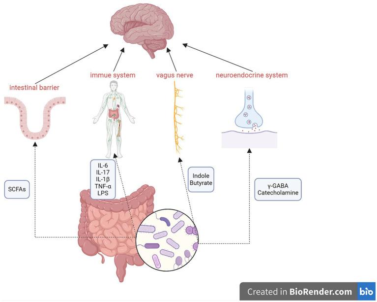 https://cdn.ncbi.nlm.nih.gov/pmc/blobs/be63/11251908/3db77f5b906b/fmicb-15-1429116-g001.jpg