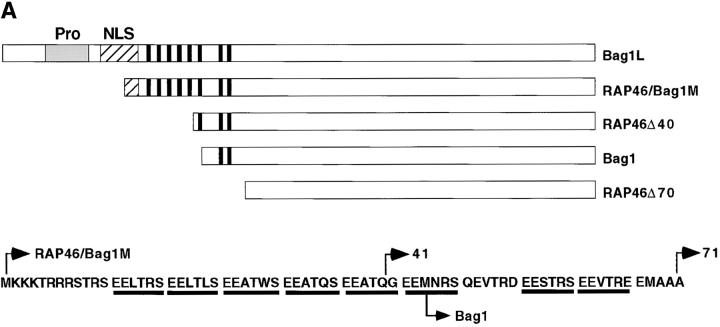 https://cdn.ncbi.nlm.nih.gov/pmc/blobs/be63/2169481/0d780723ba1c/JCB9812021.f5a.jpg