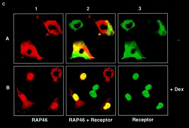 https://cdn.ncbi.nlm.nih.gov/pmc/blobs/be63/2169481/5583750b9b2f/JCB9812021.f5c.jpg
